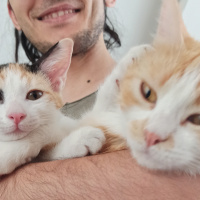 Sarman, Kedi  Momo fotoğrafı