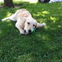 Golden Retriever, Köpek  Jessie fotoğrafı