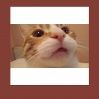 Sarman, Kedi  Lena fotoğrafı