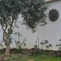İngiliz Cocker Spaniel, Köpek  Woody fotoğrafı