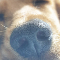 İngiliz Cocker Spaniel, Köpek  Woody fotoğrafı