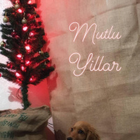 İngiliz Cocker Spaniel, Köpek  Woody fotoğrafı