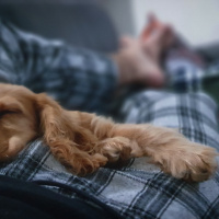 İngiliz Cocker Spaniel, Köpek  Woody fotoğrafı
