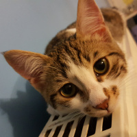 Tekir Kedi, Kedi  Nico fotoğrafı