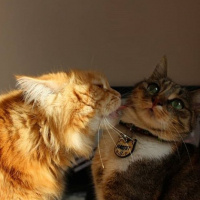 Tekir Kedi, Kedi  BASTET fotoğrafı