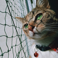 Tekir Kedi, Kedi  BASTET fotoğrafı