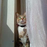 Tekir Kedi, Kedi  BASTET fotoğrafı