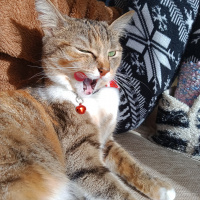 Tekir Kedi, Kedi  BASTET fotoğrafı
