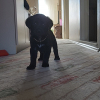 Labrador Retriever, Köpek  Maze fotoğrafı