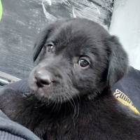 Labrador Retriever, Köpek  Maze fotoğrafı
