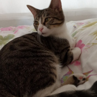 Tekir Kedi, Kedi  Paşa fotoğrafı