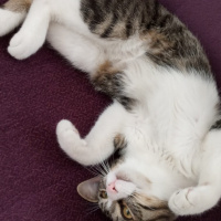 Tekir Kedi, Kedi  Paşa fotoğrafı