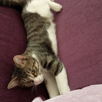 Tekir Kedi, Kedi  Paşa fotoğrafı
