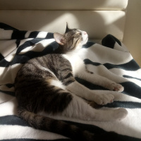 Tekir Kedi, Kedi  Paşa fotoğrafı