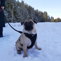 Pug, Köpek  Ares fotoğrafı
