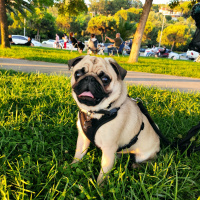 Pug, Köpek  Ares fotoğrafı