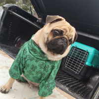 Pug, Köpek  Ares fotoğrafı