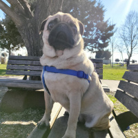 Pug, Köpek  Ares fotoğrafı