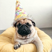 Pug, Köpek  Ares fotoğrafı