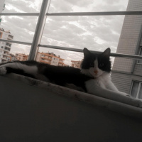 Tuxedo (Smokin) Kedi, Kedi  Bob fotoğrafı