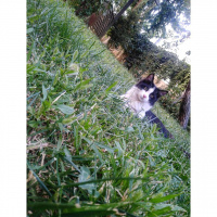 Tuxedo (Smokin) Kedi, Kedi  Bob fotoğrafı