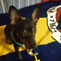 Doberman Pinscher, Köpek  Dany fotoğrafı