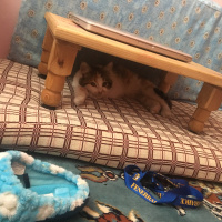 Tekir Kedi, Kedi  Tedi fotoğrafı