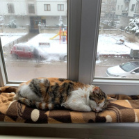 Tekir Kedi, Kedi  Tedi fotoğrafı