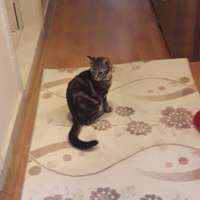 Tekir Kedi, Kedi  Minnoş Tekir kedimiz fotoğrafı
