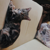 Tekir Kedi, Kedi  Minnoş Tekir kedimiz fotoğrafı