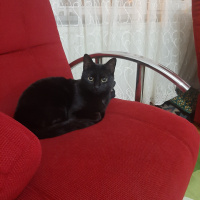 Bombay, Kedi  Mia fotoğrafı