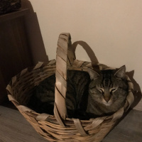Tekir Kedi, Kedi  Gölge fotoğrafı