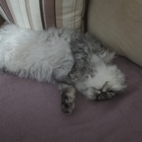 British Shorthair, Kedi  linda fotoğrafı