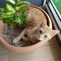 Tekir Kedi, Kedi  Gülsüm fotoğrafı