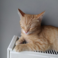 Tekir Kedi, Kedi  Gülsüm fotoğrafı