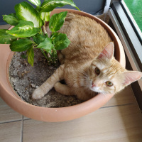 Tekir Kedi, Kedi  Gülsüm fotoğrafı