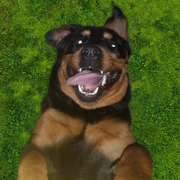 Rottweiler, Köpek  Gece fotoğrafı