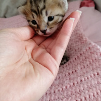 Tekir Kedi, Kedi  İsimsiz fotoğrafı