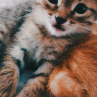 Tekir Kedi, Kedi  İsimsiz fotoğrafı