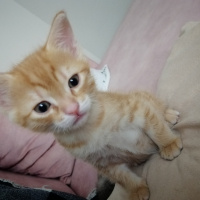 Sarman, Kedi  İsimsiz fotoğrafı