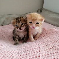 Sarman, Kedi  İsimsiz fotoğrafı