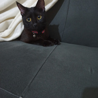 Bombay, Kedi  Nigga fotoğrafı
