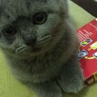 Scottish Fold, Kedi  Yoda fotoğrafı