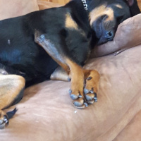 Rottweiler, Köpek  Baileys fotoğrafı
