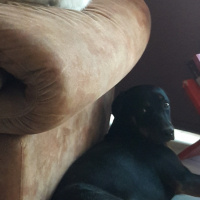 Rottweiler, Köpek  Baileys fotoğrafı