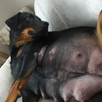 Rottweiler, Köpek  Baileys fotoğrafı