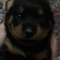 Rottweiler, Köpek  Baileys fotoğrafı