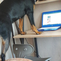 Rottweiler, Köpek  Baileys fotoğrafı