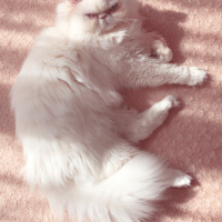 İran Kedisi (Persian), Kedi  Sushi fotoğrafı