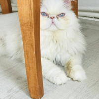 İran Kedisi (Persian), Kedi  Sushi fotoğrafı